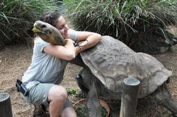 Dippy the tortoise needs forklift to conduct his first health check