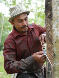 Natural Rubber Farmer - Sri Lanka