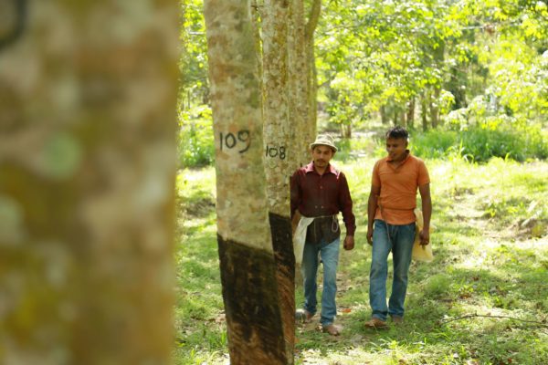 Natural Rubber Farmers