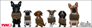TVH employees raise $4,000 for local dog shelter