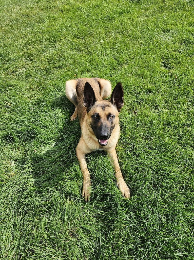 This is 'OZkar', OZ's first K9, gifted in 2024. He graduated the 2025 K9 training program this year.